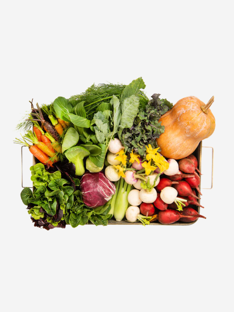 A tray filled with assorted fresh vegetables including carrots, bok choy, radicchio, turnips, radishes, and a squash.